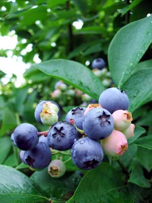 blueberry (5).jpg