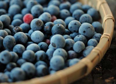 blueberry (7).jpg