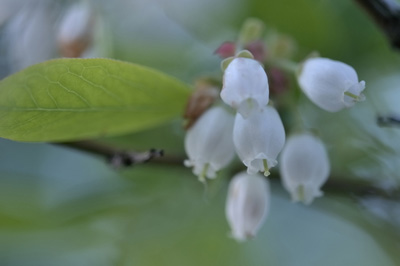 blueberrynew (2).jpg