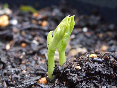 broad bean.jpg