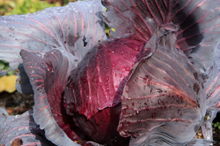 �L���x�c�̃v�����^�[�͔|�b�엿�؂ꐅ�؂�ɒ��ӂ�����ĕ���