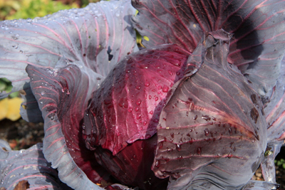 cabbage1.jpg