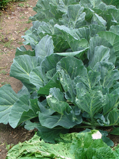 �L���x�c�̐c��H��ꂽ��H