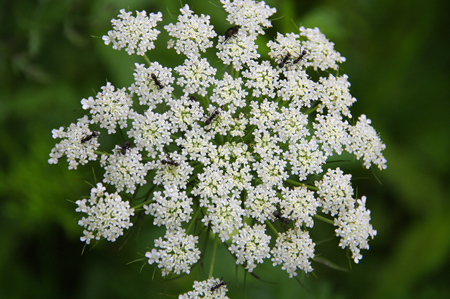 ニンジン｜世界中に伝わり品種が豊富