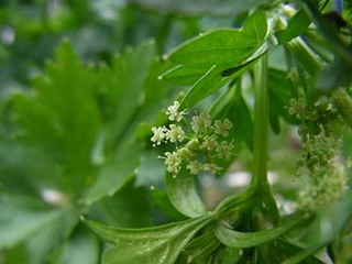 �Z�����̈�ĕ��b�엿�𑽂߂Ɏ{���̂��͔|�̊�{