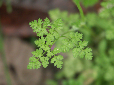 chervil.jpg