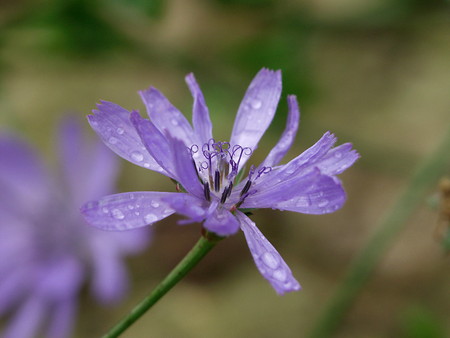 chicory (1).jpg
