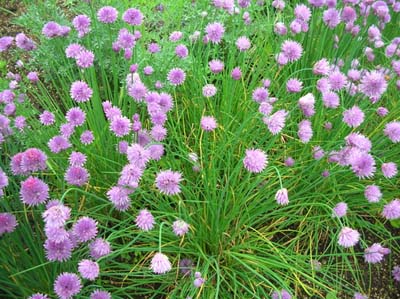 chives2.jpg