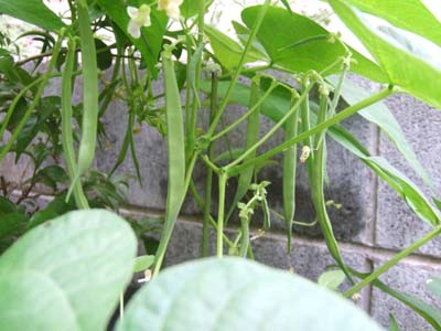 つる なし インゲン 育て 方 カインズ野菜栽培 インゲンの育て方 いんげん豆の栽培種まき 摘芯 摘葉