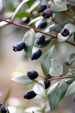 common myrtle (2).jpg