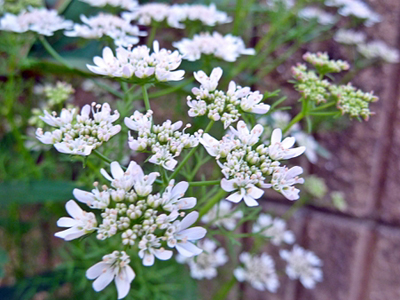coriander.jpg