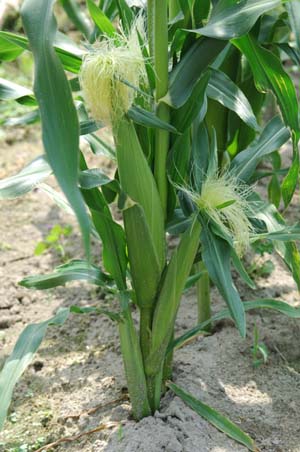 corn.jpg