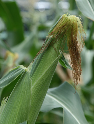 corn1.jpg