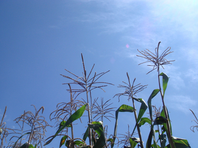 corn2.jpg