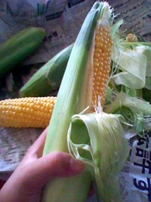corn20(3).jpg