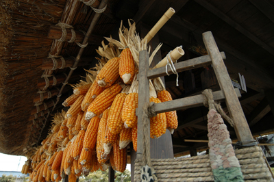 corn3.jpg