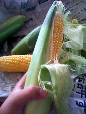 cornB.jpg