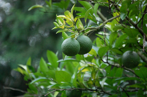 ��b���p�͈͂̍L���ʎ��ł�