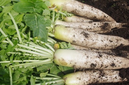 daikon.jpg