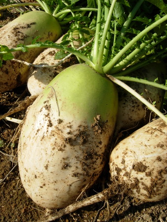 daikon-new (1).jpg