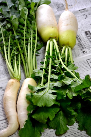 daikon-new (4).jpg