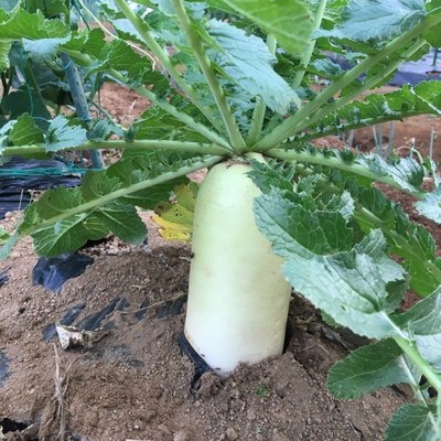 daikon-su.jpg