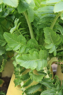 daikon.jpg