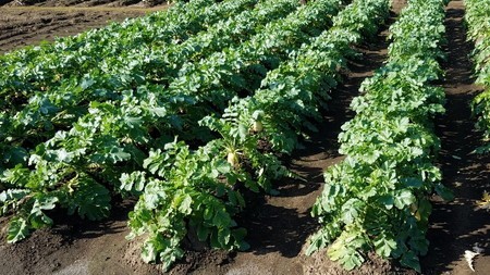 daikon01.jpg
