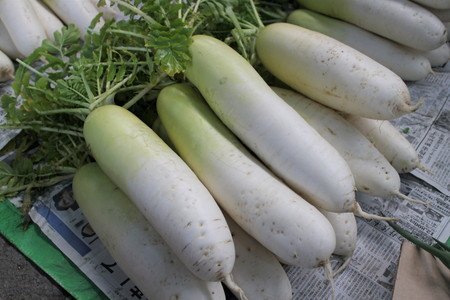 daikon04.jpg
