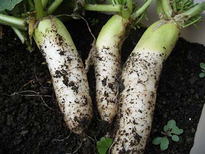 daikon1.jpg
