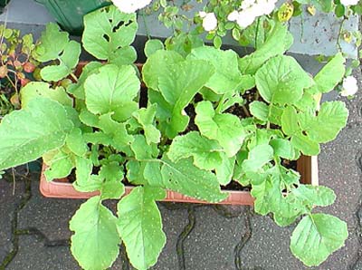 daikon2.jpg