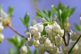 �h�E�_���c�c�W�̈�ĕ�