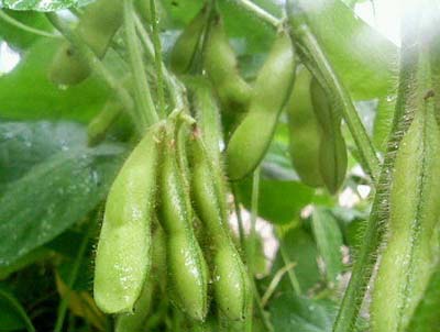 edamame.jpg