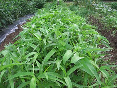 エンサイのプランター栽培 青菜が少ない夏場にグングン成長