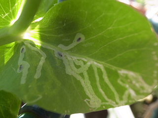 エンドウの葉に白い筋が｜ハモグリバエ駆除方法