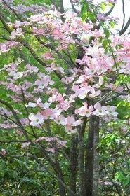 hanamizuki005.jpg
