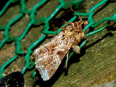 hasumonyoto (1).jpg