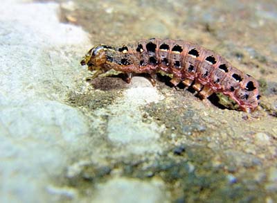 hasumonyoto (2).jpg