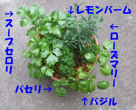 herb-yoseue.jpg
