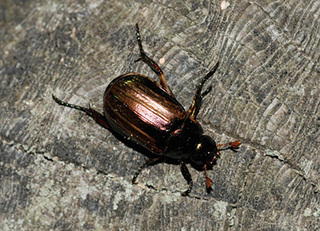 �G�_�}���̗t�����F���Ȃ�Ԗڏ�ɐH���闝�R�́H