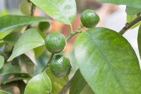 �V�[�N���[�T�[ �����Ȃ�Ȃ����R�́H