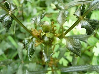 �i�X�E�s�[�}���̗t���k�݉ʎ������F�ɂȂ闝�R