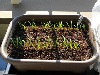 ホウレンソウのプランター栽培｜品種を選べば、育て方は簡単！