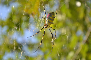 �V�G�ŊQ���쏜�I