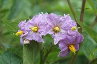 WKC̃v^[͔|bECXa\hɃ^lCgp