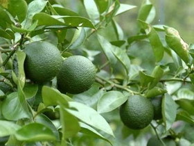 �J�{�X ���A���̈�ĕ�