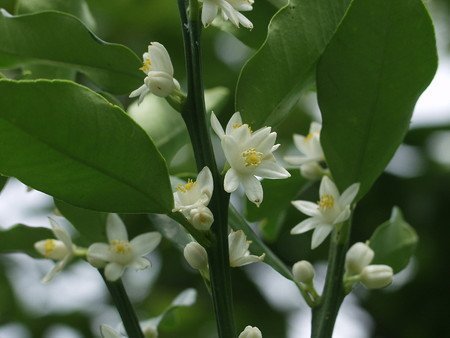 kinkan (12).jpg
