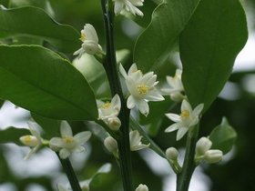 kinkan (15).jpg