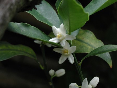 kinkan (7).jpg