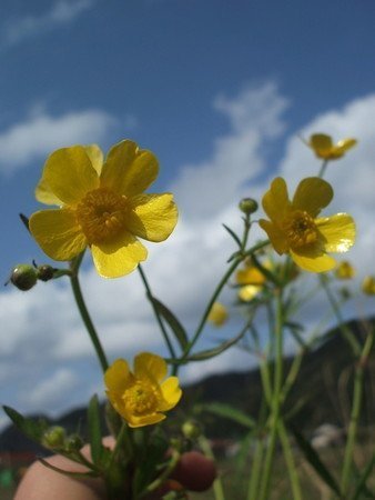 kinpoge02.jpg